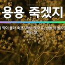 용용죽겠지 이미지