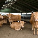 임실한우우량암소 이미지