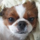 까칠이돼지 이미지