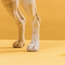 우리집동물병원 이미지