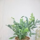 바다향기블루 이미지