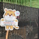 꿈의 동산 | 여행 놀거리 가볼 만한 곳 데이트 장소 추천 동물원 놀이동산 요금 놀이기구 총정리 내돈내산 [육림랜드]