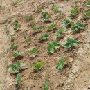 길식농장 이미지