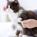 리버동물의료센터 이미지