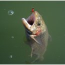 라바플라이 이미지