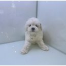 상상도그 이미지