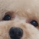 더도그맘