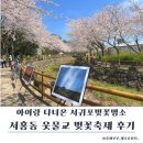 벚꽃 공중화장실 | 서귀포벚꽃명소 서홍동 웃물교 벚꽃축제 마지막날 후기 (아이랑 제주봄여행)