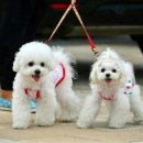 강아지 꼬야 이미지