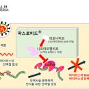 팍스로비드(PAXLOVID) 이미지