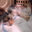 경주애견펜션 해피데이해피독 이미지