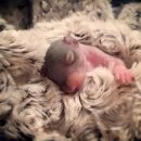 엄지공주 이미지