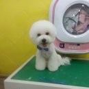 사랑해줄개 애견샵 이미지