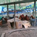 황기농장 이미지