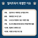 빌리프독 킨더가든 네이버블로그