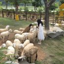 아담목장 이미지