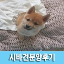 진보퍼피 이미지