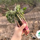 강원도 평창, 통통하고 맛좋은 자연산 땅두릅 판매합니다. 이미지