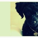 왈왈애견 이미지