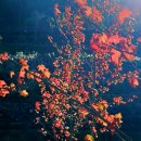 월아산 숲속의 진주 이미지