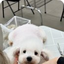 그랜드 애견 미용 이미지