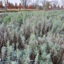 두물머리공원 맞은편 이미지