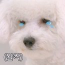없음 Daum카페