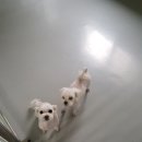 버블펫 이미지