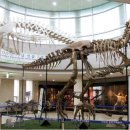 안면도쥬라기박물관 이미지