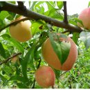 연석농장 이미지