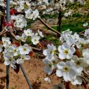 아름다운 해당화집뜰~~~~~(뜰) 이미지