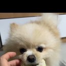마싯개냠냠 이미지