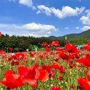 2024년 7월 학산가족음악회 전통예술공연<심청이야기> | 2024 강원도 여름 축제