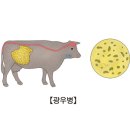 광우병 (Bovine spongiform encephalopathy) (감염성 질환, 뇌신경 정신질환) 이란? 이미지