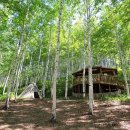 자작나무 숲 이미지