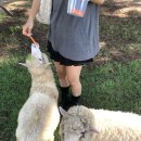 현선목장 이미지