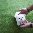 야옹아 멍멍해봐 강아지고양이 평택점 이미지