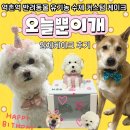 오늘뿐이개 | 역촌역 펫 케이크맛집 오늘뿐이개 입체케이크 후기