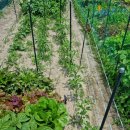 건상농장 | 의정부 고산동에서 주말농장하는 신혼부부 이야기 :)