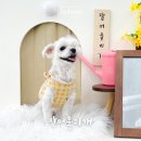 잘어울리개 이미지