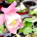 하늘바람꽃농원 이미지