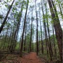 치악산둘레길 3코스 수레너미길 이미지