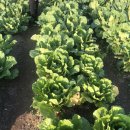 (주)굿자연 이미지