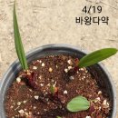 다약 이미지