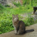 제주공항게스트하우스그린데이 이미지