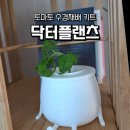 에코 플랜테리어 수경재배 | 초보도 성공하는 토마토 수경재배 키트 솔직 리뷰