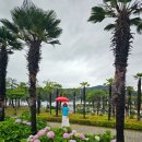 삼귀동 해안로변 공원 | [거제 수국 명소] 지금이 절정! 거제조선해양문화관 수국 실시간 개화상황 및 솔직 후기 (26.07.01)