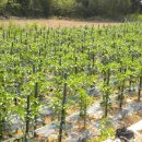 금장생복집 이미지