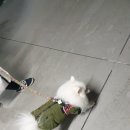 밀퐁 | 밀퐁 김포 구래역 수제 디저트 베이커리; 크리스마스 딸기 케이크~ 메리크리스마스!!