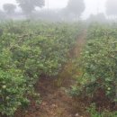 와촌 농장 이미지